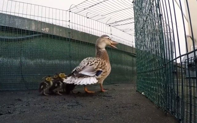 saveducks10_e