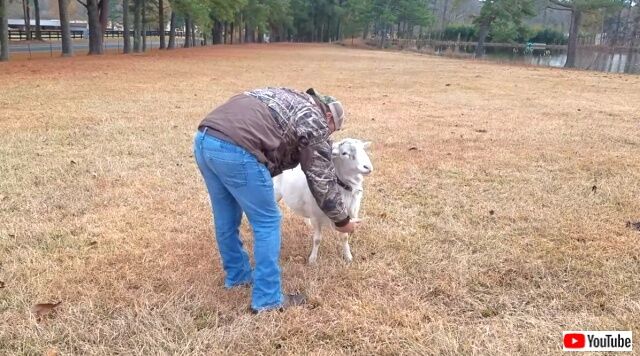 sheepattack5_640
