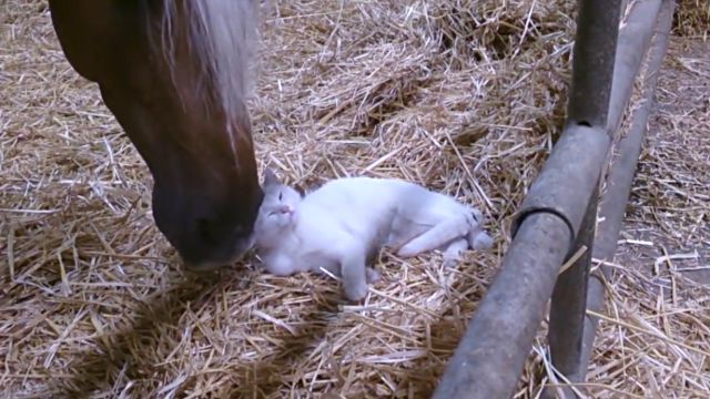 catnhorse4