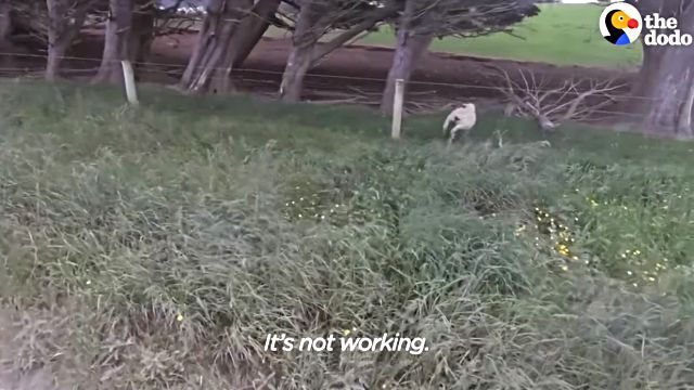 sheep2