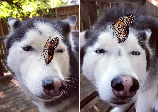 dog-butterfly-encounter