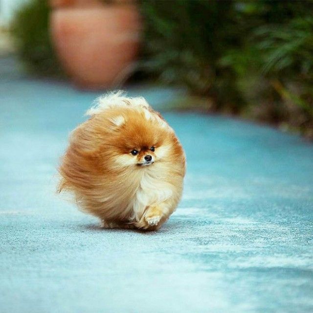 round-animals10_e