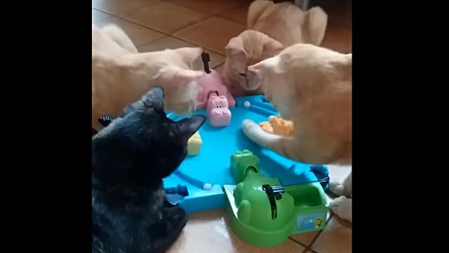 hungryhippo3