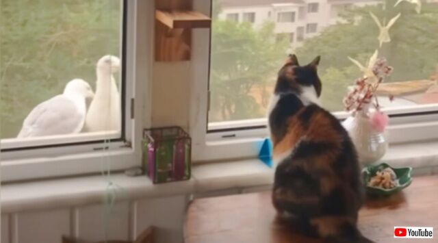 「よぉ、今日は何してる？」窓の向こうにやって来るカモメと家族同様の付き合いをする保護猫