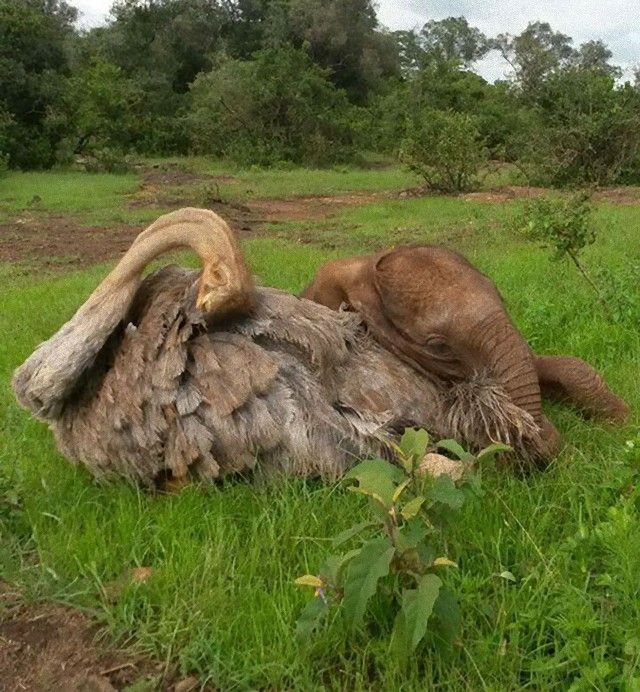 ostrich-snuggles-orphaned-elephants-7_e