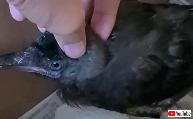 babycrow5_640
