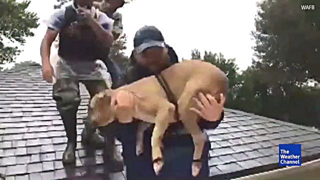 cajunnavy4