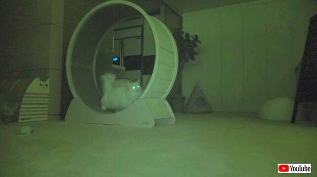 catsinthenight4_640