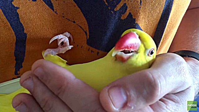 relaxingparrot5