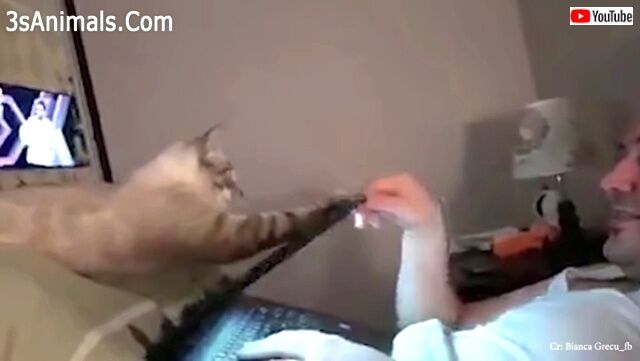 annoyingcats1_640