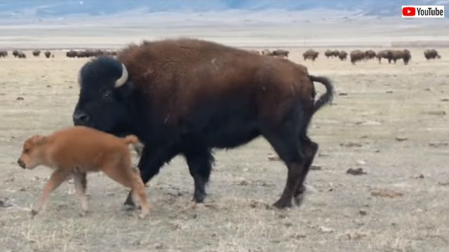 bison6_640