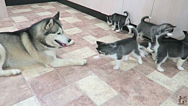 husky9