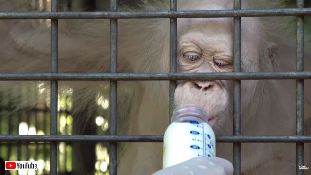 albinoorangutan1_640