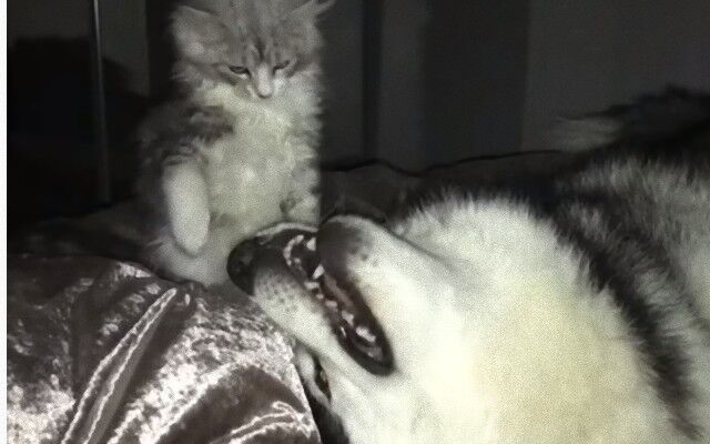猫と犬の楽しいひと時？寝ているマラミュート犬にちょっかいをかけたくて仕方ない猫