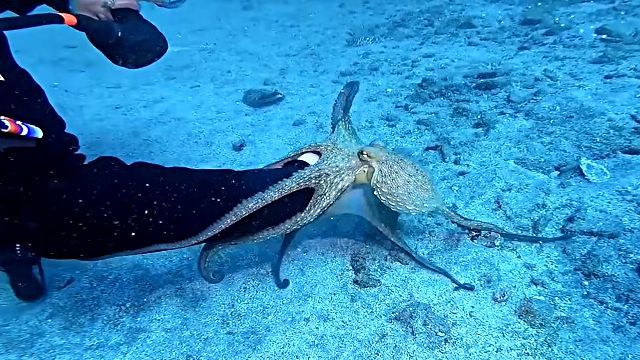 octopus6