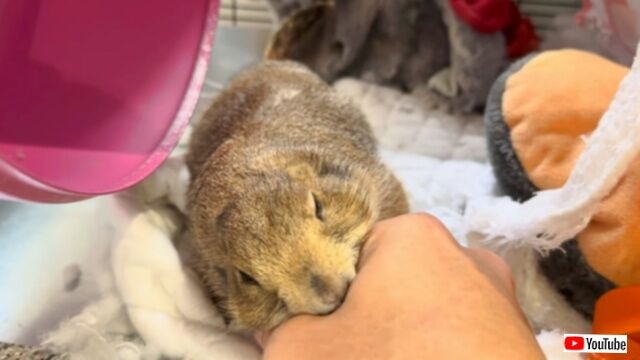 今朝も元気に「ワフー！」プレーリードッグと朝のイチャコラごあいさつ