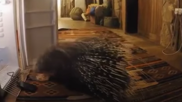 porcupine-f_e