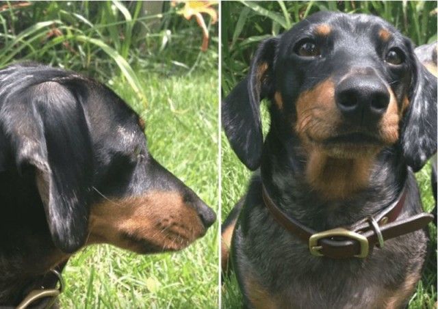 goodboy14_e