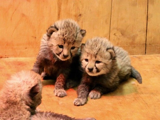 cheetah-eight-cubs-st-louis-zoo-8-5a4f6fd6d0067__700_e