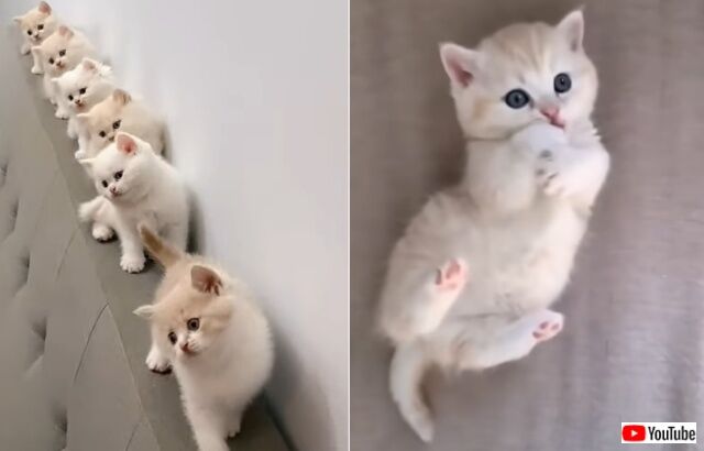 見るだけで笑顔になれちゃう！可愛い仕草の猫たちの短い動画四連発