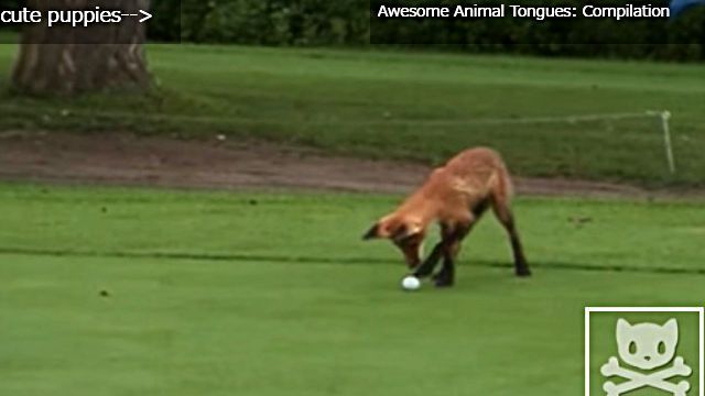golfballfox4
