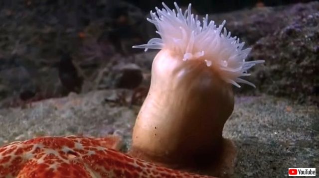 swimminganemone4_640