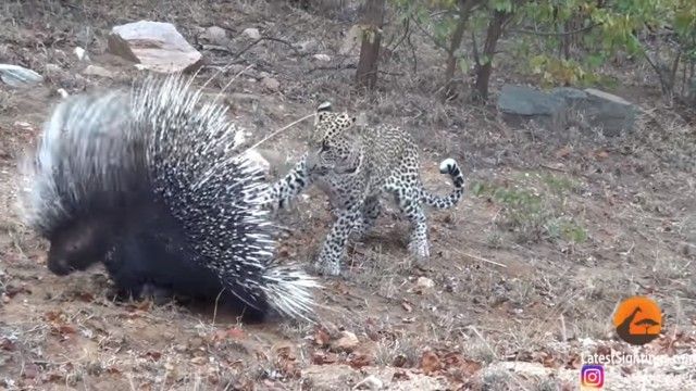 porcupinenleopard3_e