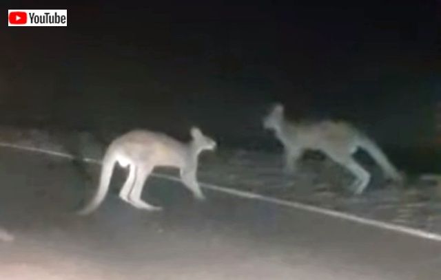 fightingroos3_640