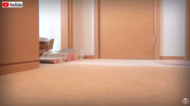 catlogic2_640