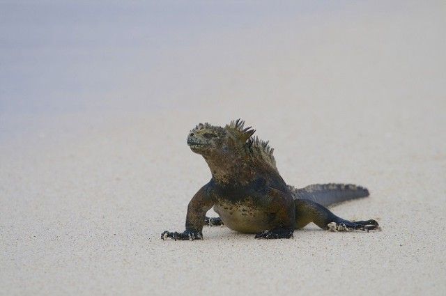 Marine-Iguana-6_e