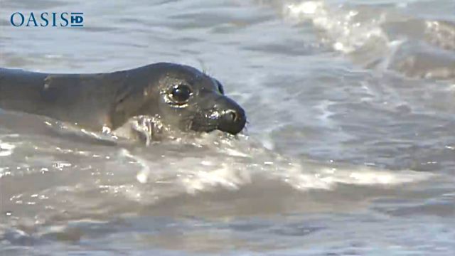 sealndolphin1