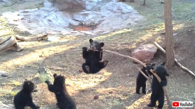 bearcubs7_640