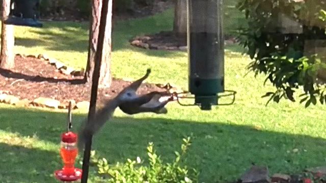 squirrelnfeeder0_e