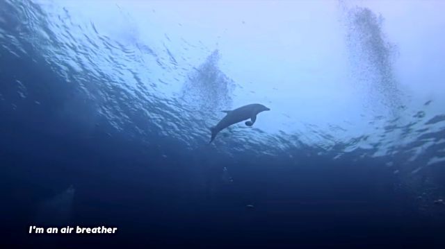 dolphinshark1