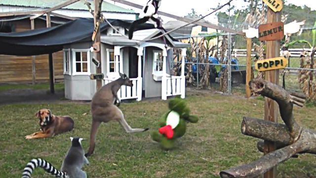 kangaroohippo3