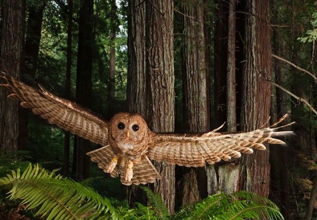 owl-photography-29__880_e