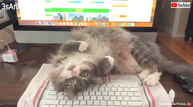 annoyingcats5_640