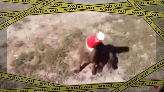 cupcat-frame [www-frame