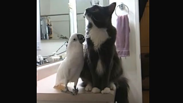 catnbird2