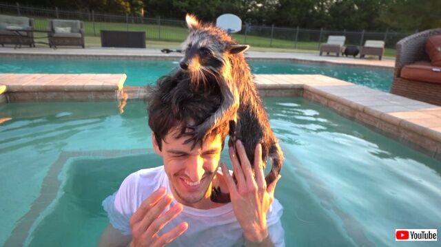 babayracoonspool3_640