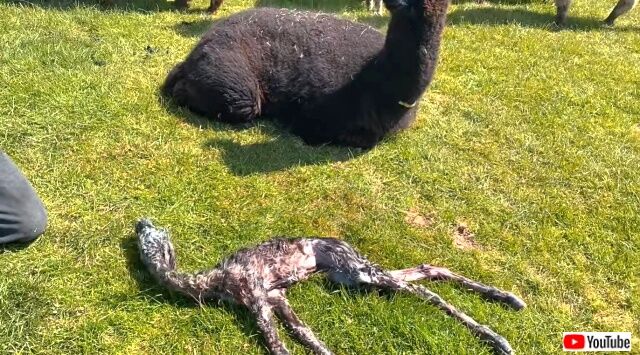 alpacababy4_640