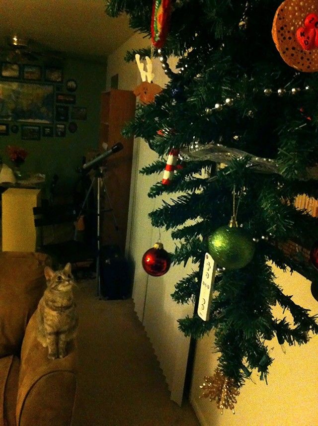 protecting-christmas-tree-from-dogs-cats-pets-7e
