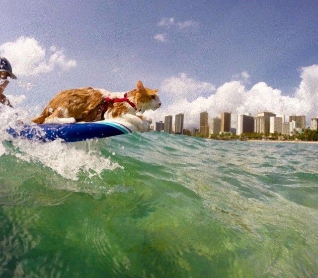 catintheworld2_e