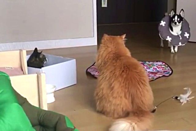 catsndog2