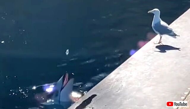 dolphinseagull3_640