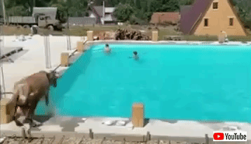 cowjumpingintopool