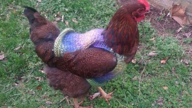 chicken-4 [www.imagesplitter.net]_e