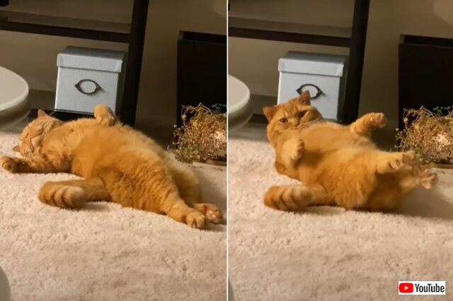 catcat4_640