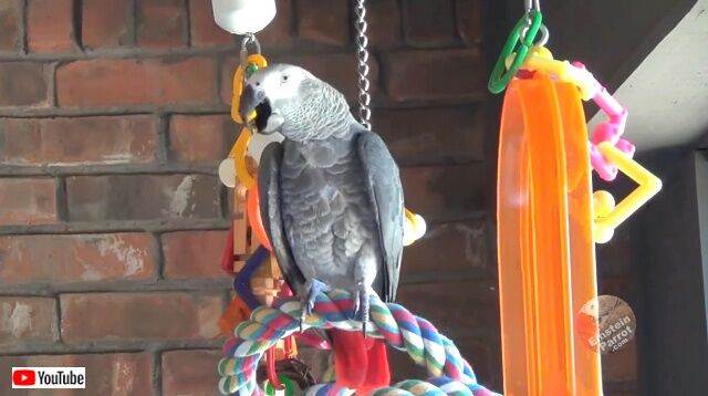 parrotnsquirrel2_640