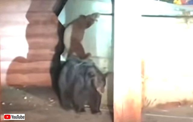bearcubrescue0_640